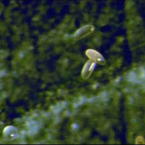 thumbnail for publication: Predatory Gall Midge (Unofficial Common Name), Feltiella acarisuga (Vallot) (Insecta: Diptera: Cecidomyiidae)